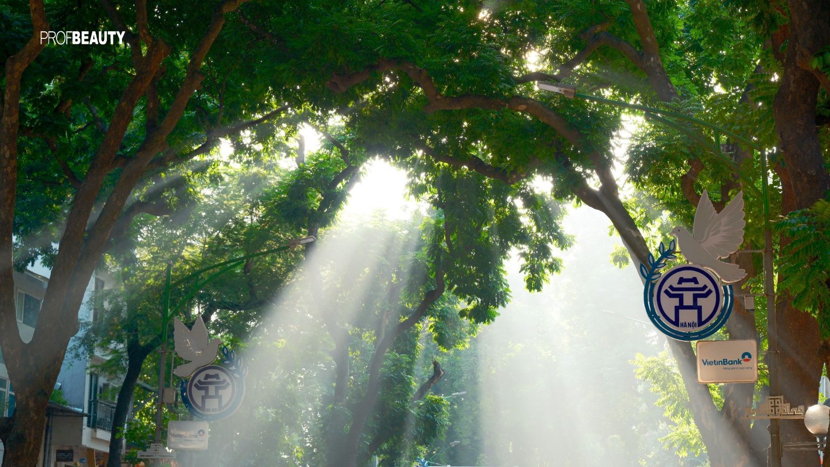 Mùa thu Hà Nội: Vẻ đẹp lặng thầm của phố phường qua gió heo may và lá vàng