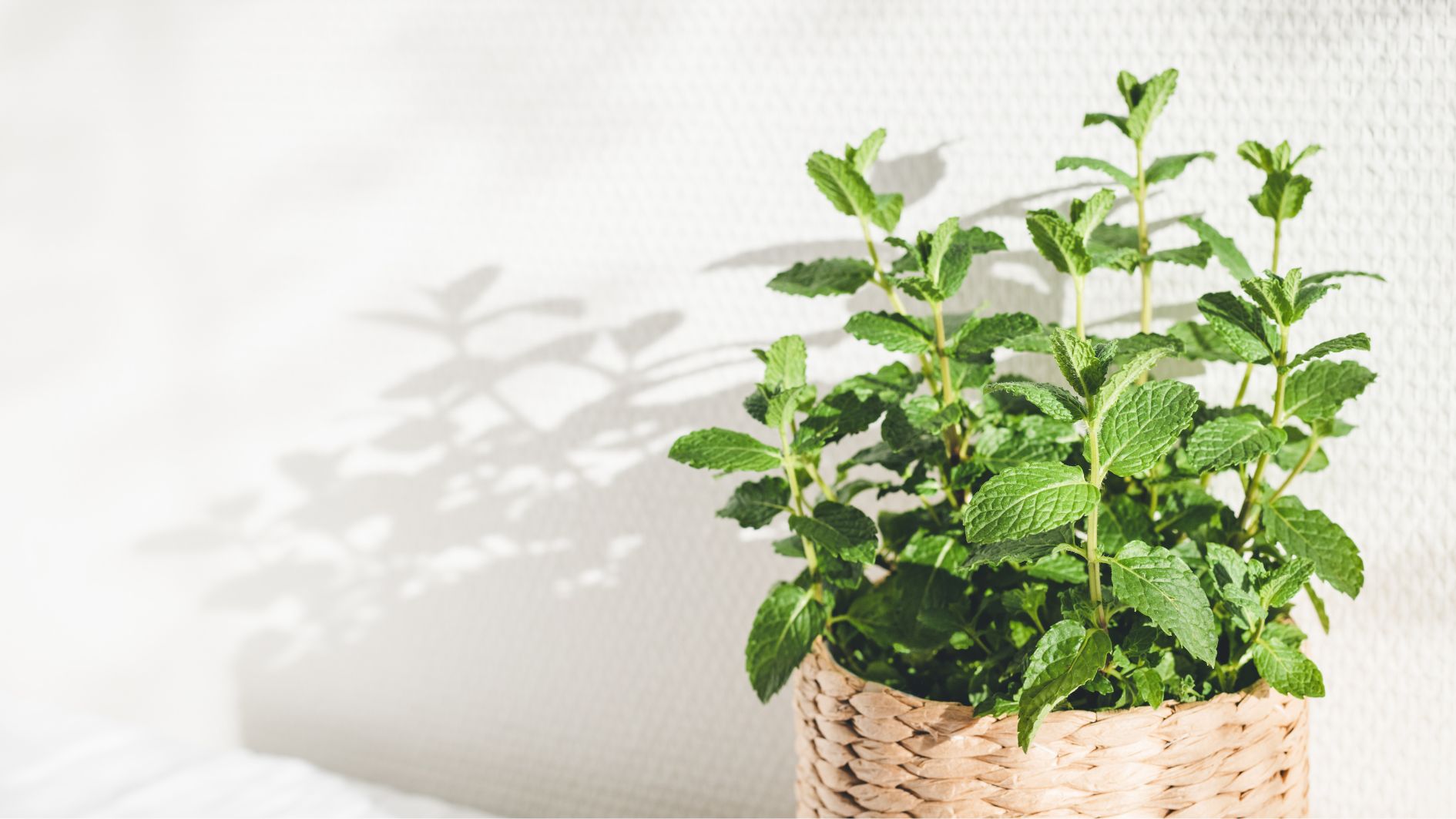 5-cach-tri-mun-lung-tai-nha-hieu-qua-ma-ai-cung-nen-thu-4