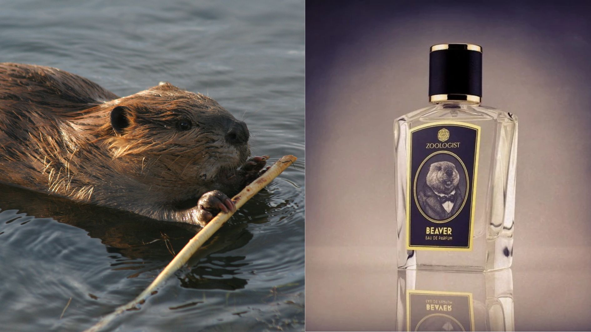 tranh-cai-xoay-quanh-nhung-thanh-phan-nuoc-hoa-co-nguon-goc-tu-dong-vat-6