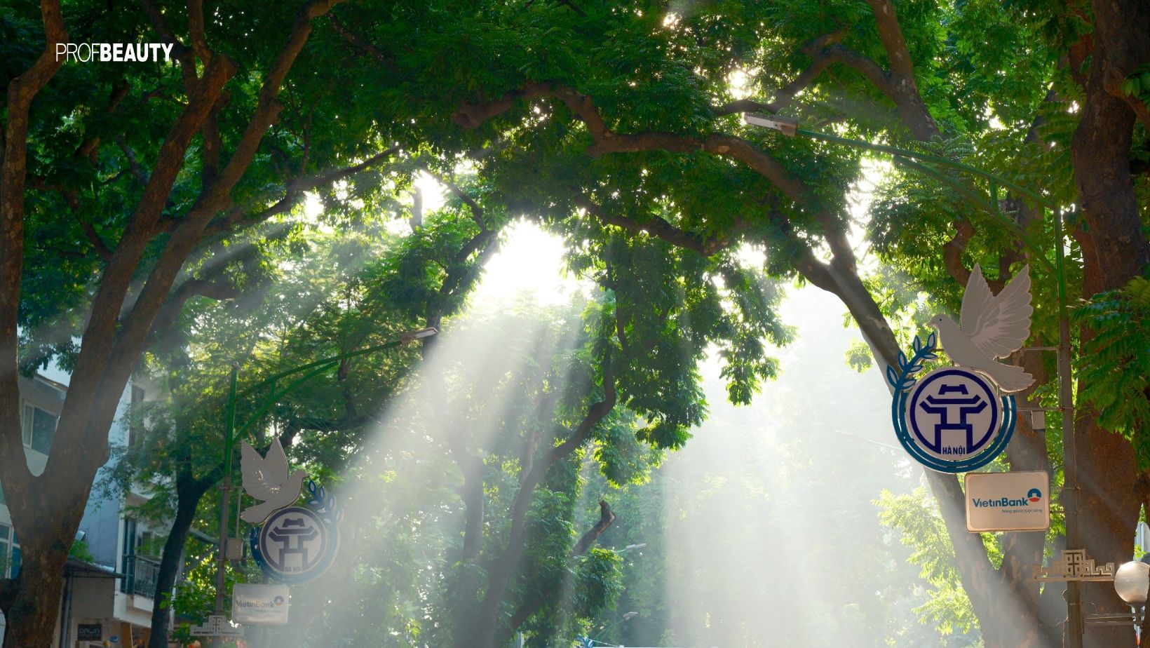 Mùa thu Hà Nội: Vẻ đẹp lặng thầm của phố phường qua gió heo may và lá vàng