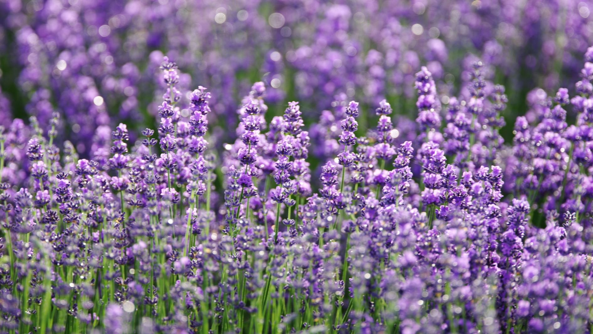 8-3-tang-hoa-gi-cho-phai-dep-2