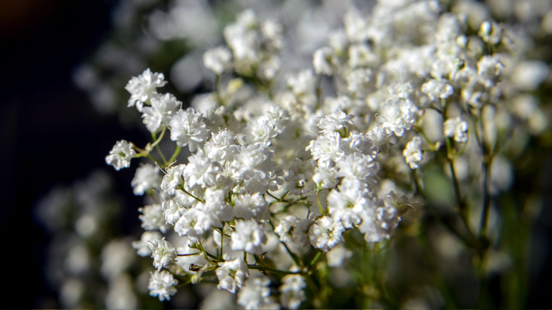 8-3-tang-hoa-gi-cho-phai-dep-4