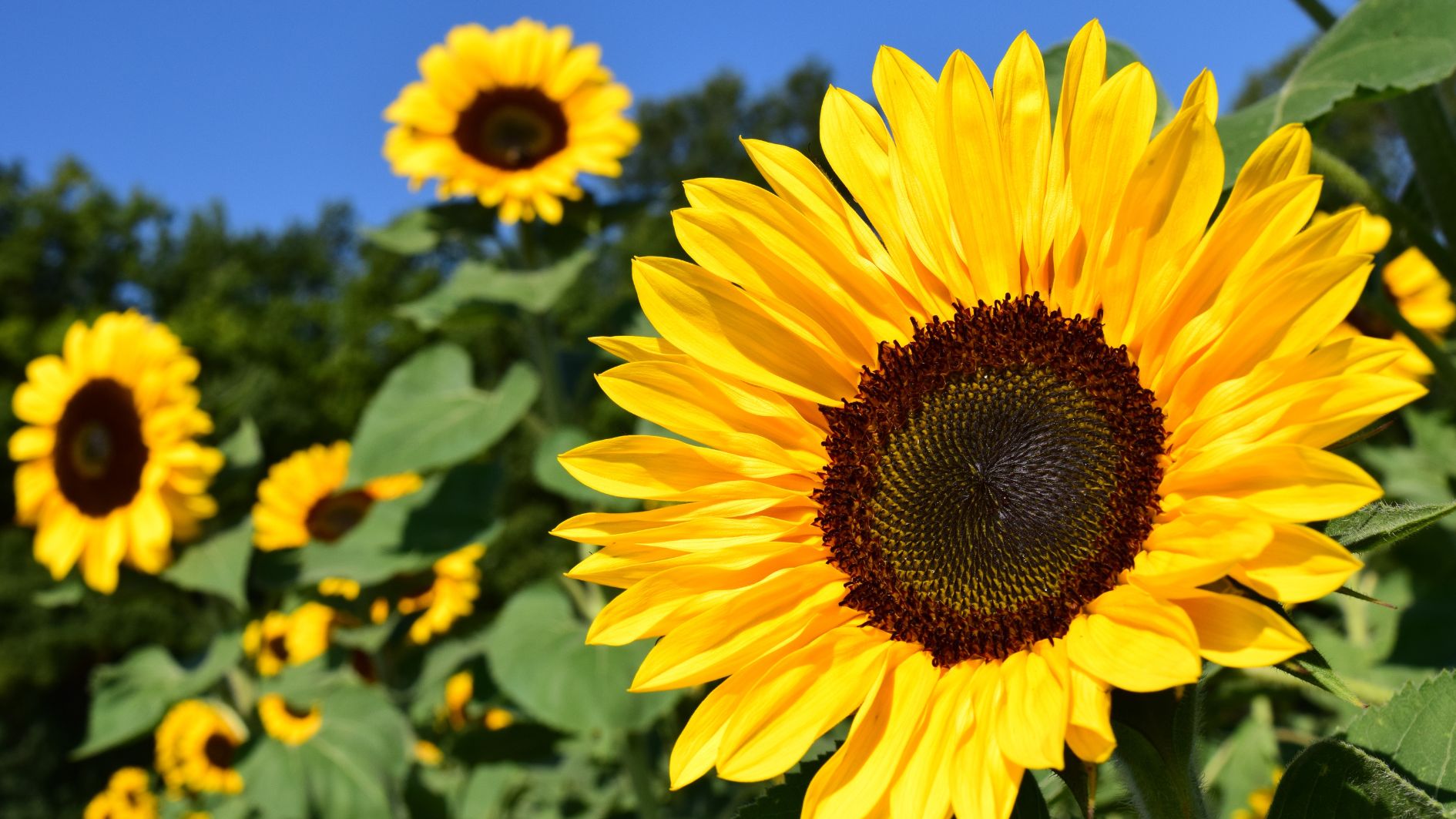 8-3-tang-hoa-gi-cho-phai-dep-5