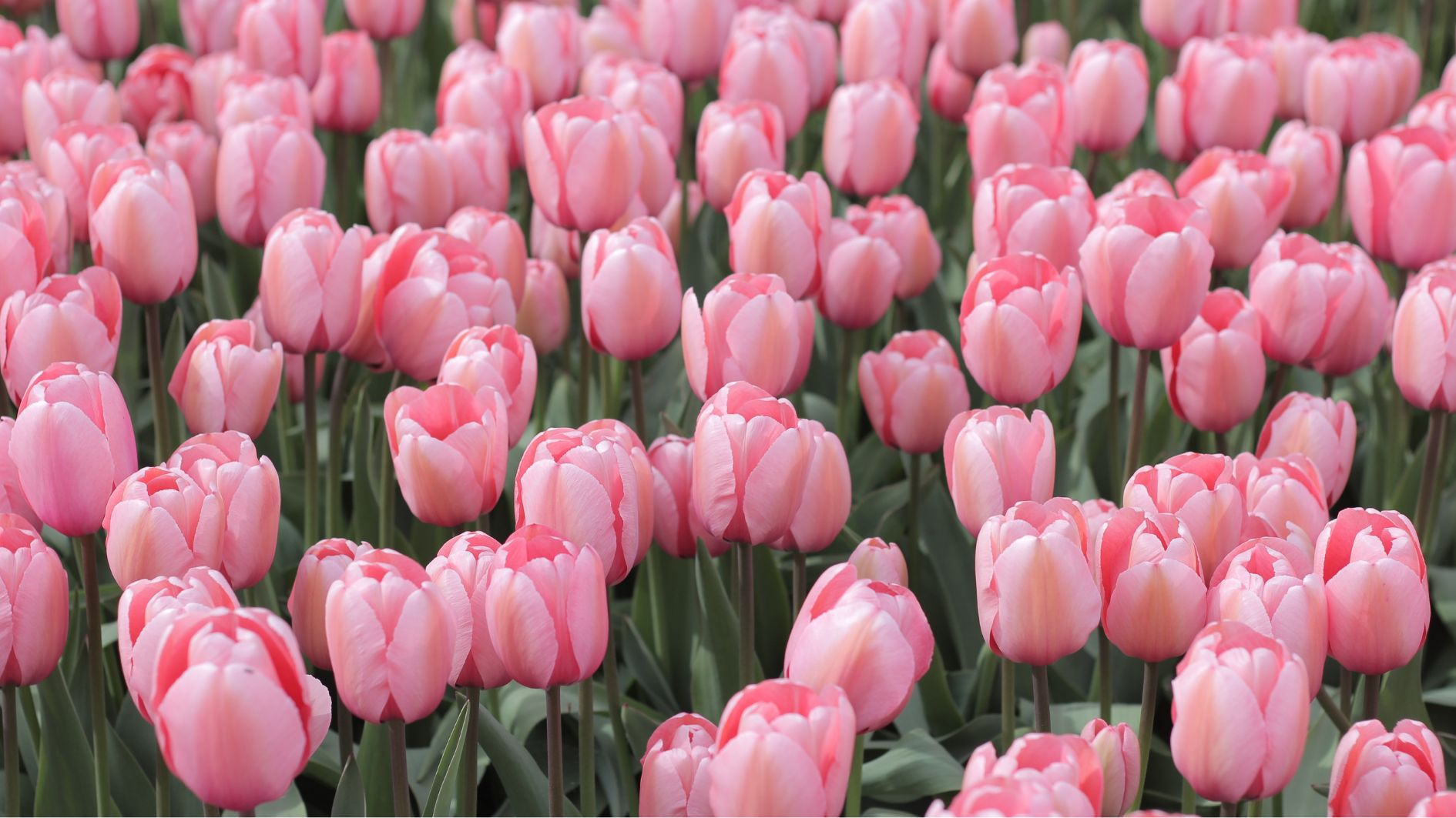 8-3-tang-hoa-gi-cho-phai-dep-7