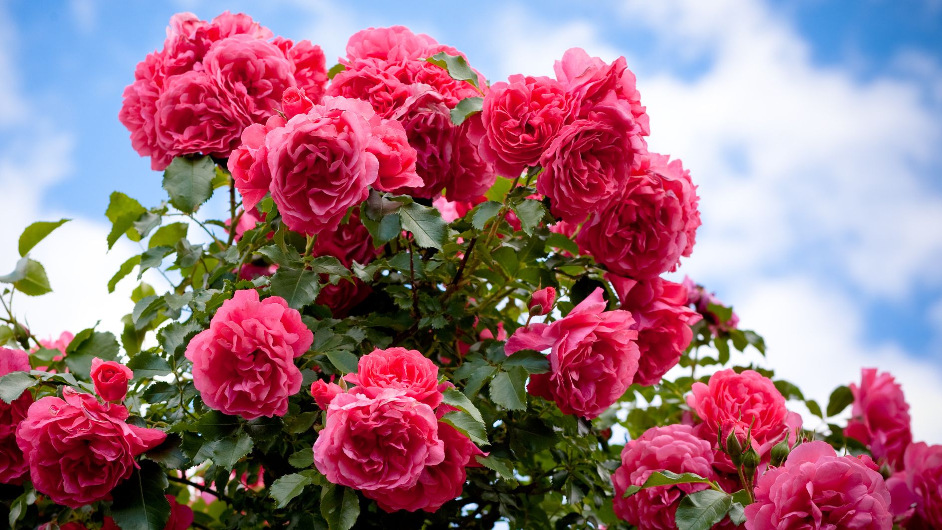 8-3-tang-hoa-gi-cho-phai-dep-8