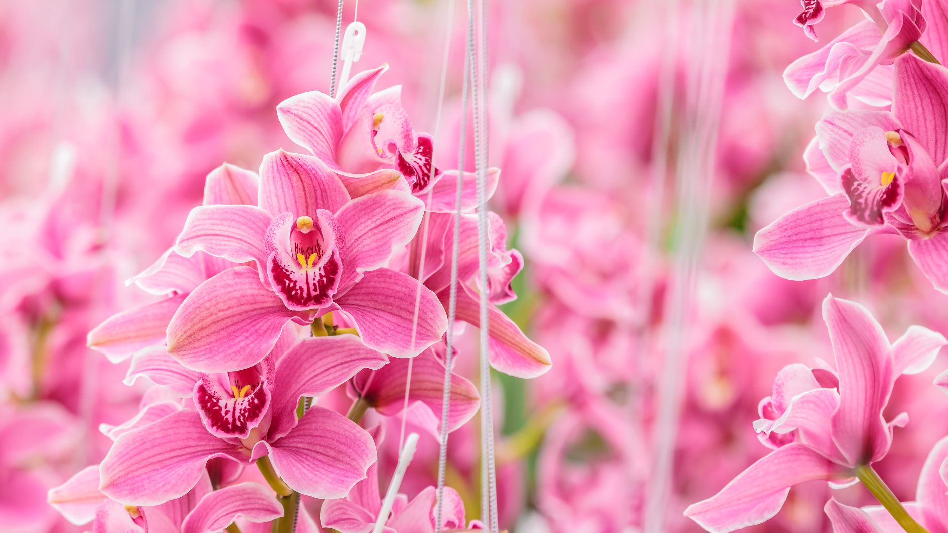 8-3-tang-hoa-gi-cho-phai-dep